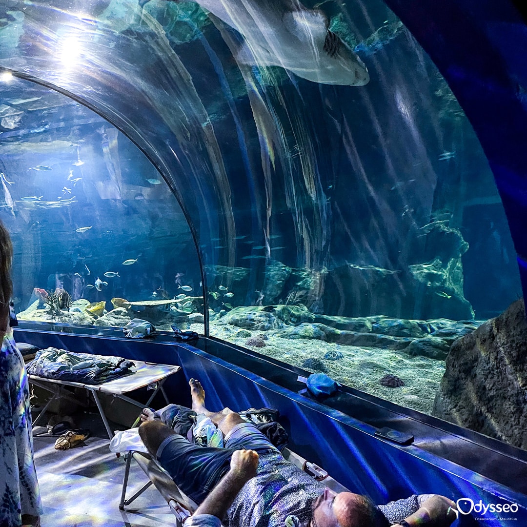 sleep with 2 sand tiger shark