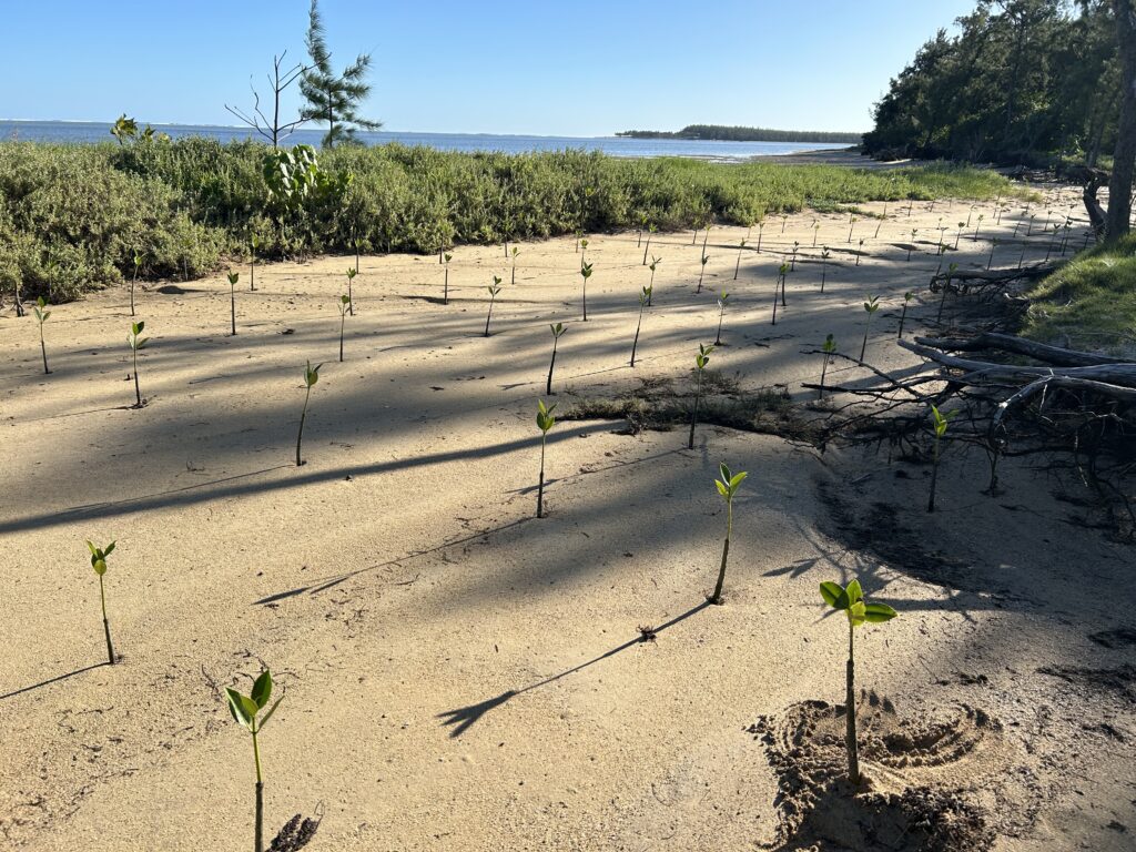 Projet d'écosystèmes de carbone bleu de la Fondation Odysseo — Restauration des mangroves et des herbiers à Le Morne (Maurice)