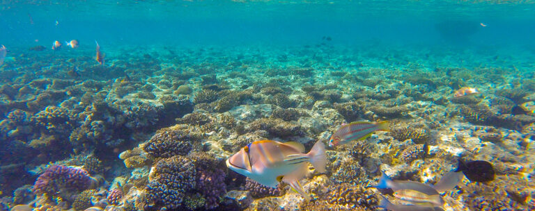A Scientific Breakthrough in Coral Propagation