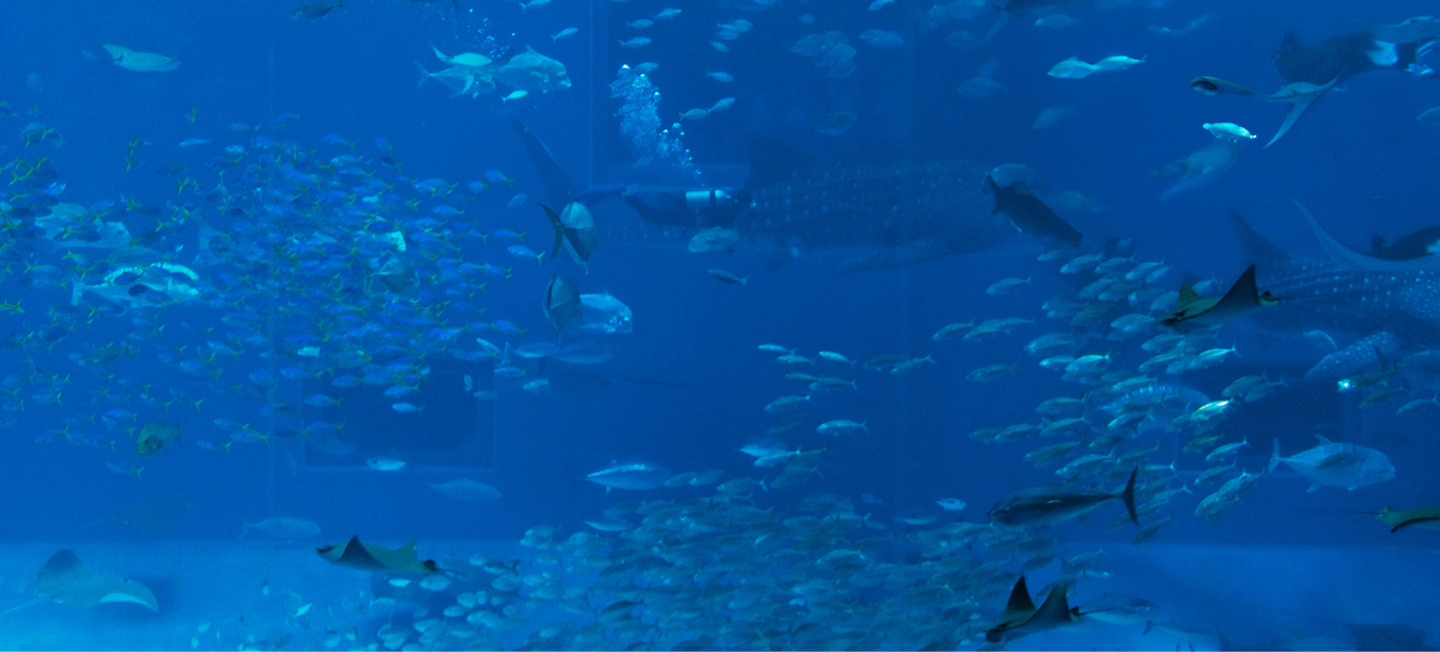 things to do in mauritius, mauritius attractions, things to do in port-louis, aquarium mauritius