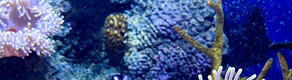 Coral Restoration for the Future