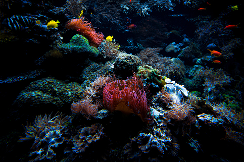 Donate for Coral Restoration