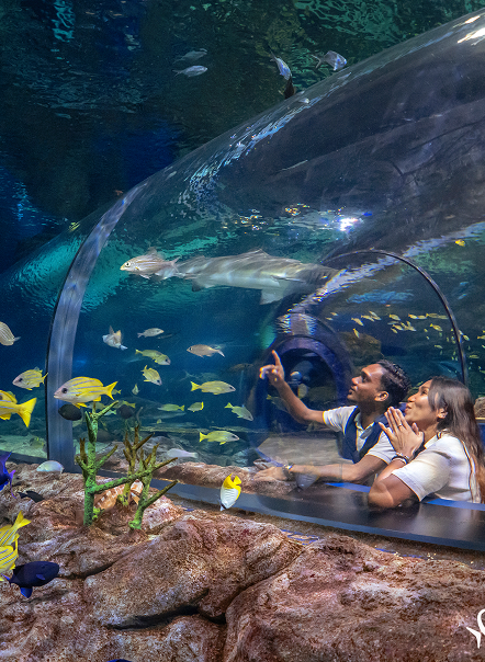 What Your Group Will Learn at Odysseo?