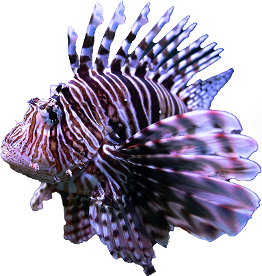 Banner Right Graphics