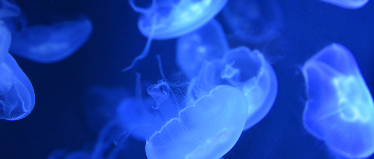 Odysseo Marine Foundation Image