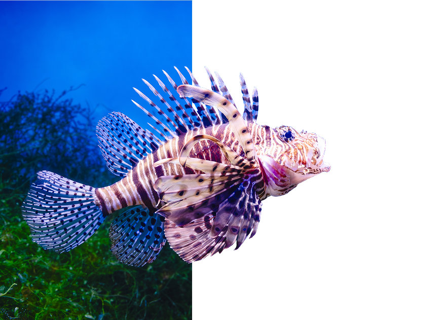 What Makes Odysseo Unique?