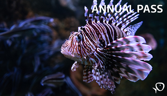 Annual Pass – Your Ticket to a Year of Exploration