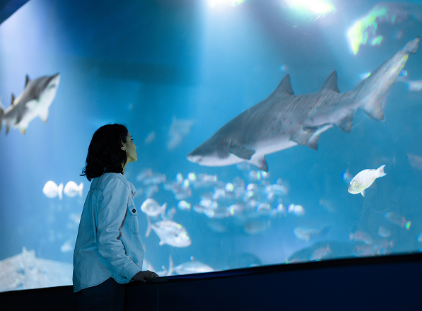 Let’s Protect the Ocean, Together