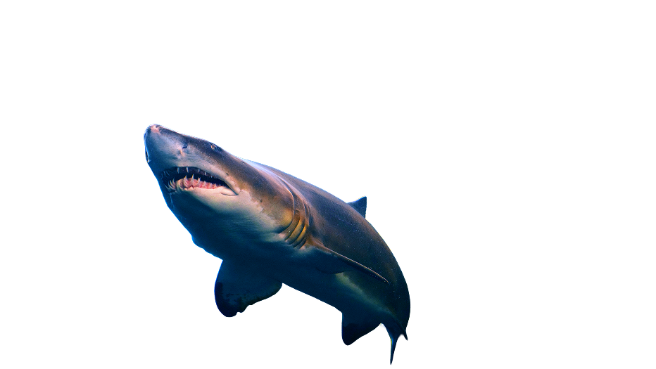 Banner Top Right Graphics