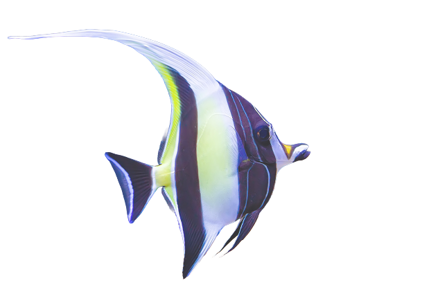 Banner Bottom Right Graphics